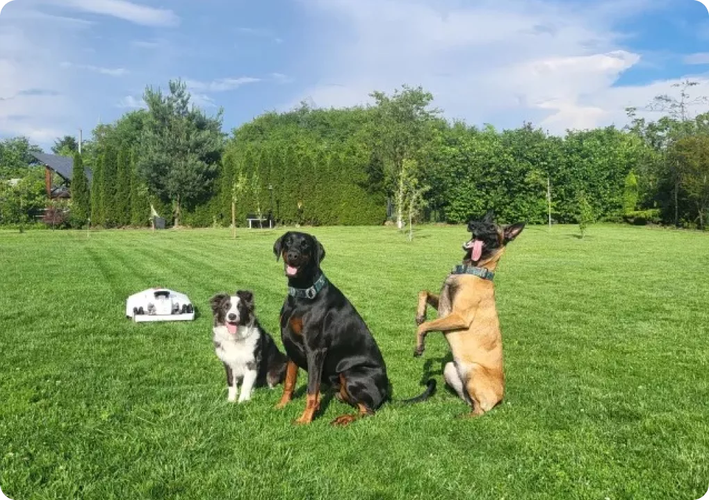 Summer Lawn Care in Australia